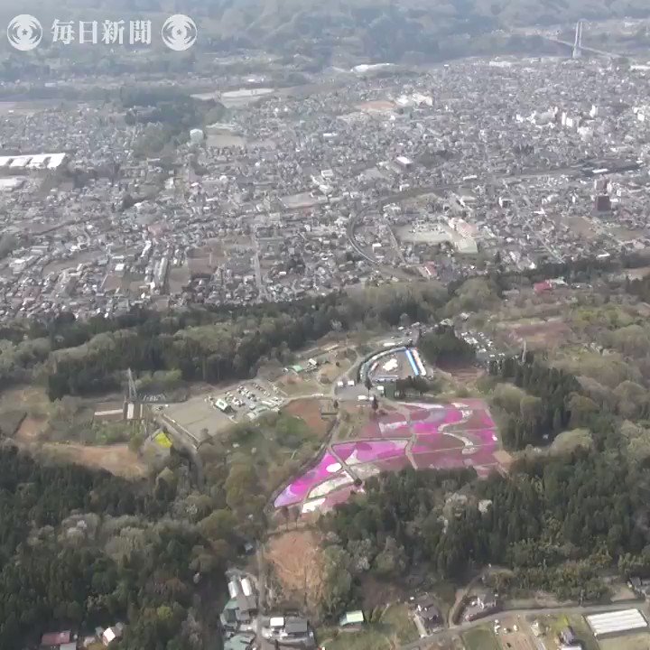 埼玉県秩父市の羊山公園「芝桜の丘」でシバザクラが見ごろを迎え、ピンクや白の花が広大な丘陵を彩っています。オリジナル版は→https://t.co/PHAB...