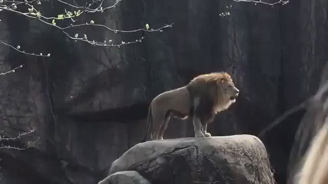 Lion lion #lion
magnificent animal magnificent sound
brrrre 🦁🔊
#FridayMotivation #FridayThoughts #FridayFeeling
#Follow #IFB #Nature #Travel #Fun #funny #Animals #USA #Photo #love #followback 💯
