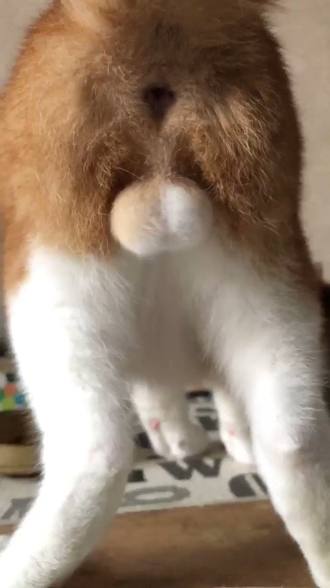 猫さんのふぐりを映したスピリチュアル動画を見て癒やされたり厳かな気持ちになるみなさん 世界で一番かわいい下ネタ Togetter