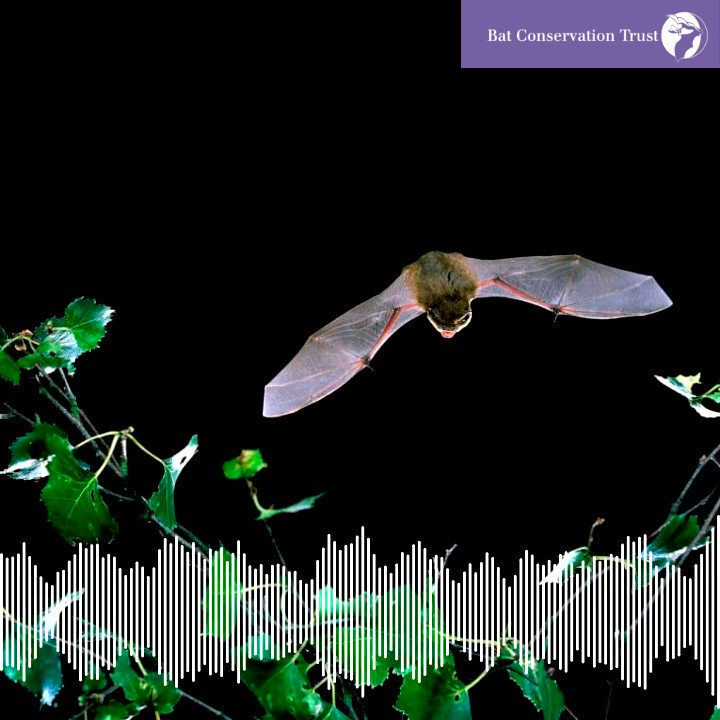The warm weather means bats are increasingly active. The most common species seen in gardens is the common pipistrelle, this is what they sound like through a bat detector. To find out more about this and other species and listen to them, visit: https://www.bats.org.uk/about-bats/what-are-bats/uk-bats … ❤️🦇