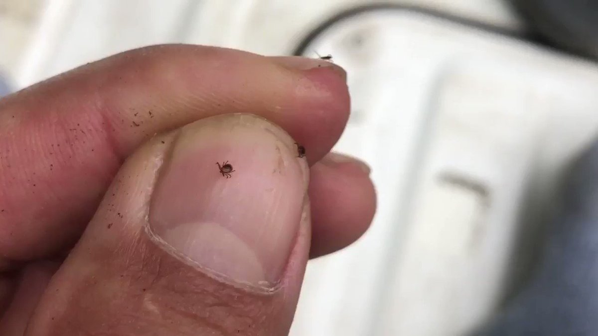 山で熊よりもマムシよりも実は怖いのはまさかのアイツだった！！