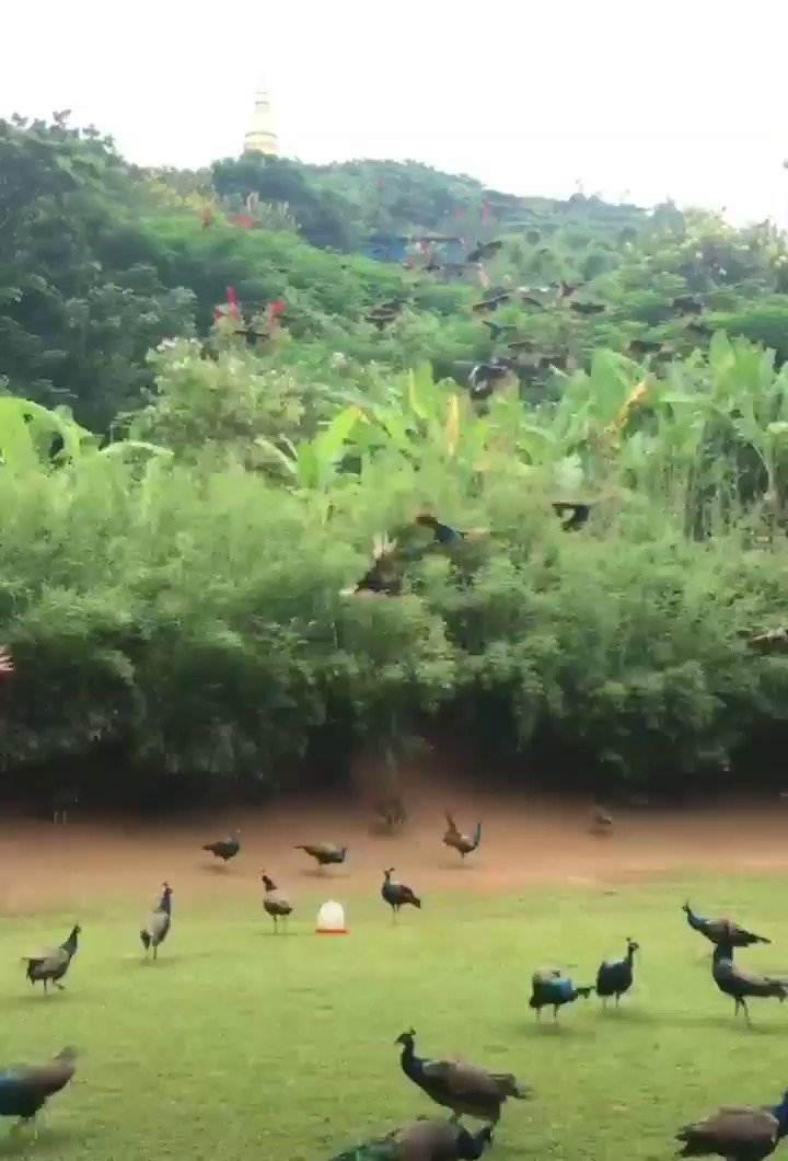 Hundreds of Peacocks Flying. Not something you see every day!