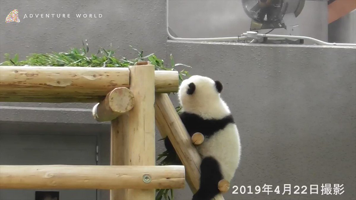 はしごで上手にバランスをとりながら竹を振り回したり葉っぱをくわえて運んだり、今日もパンダの赤ちゃん「彩浜(さいひん)」は遊びに大忙し!最後はお母さんと仲良く並んで…ほっこり♪ 251日齢(4月22日)の体重:14.25kg (出生時:75g) #アドベンチャーワールド #パンダ #彩浜 #良浜
