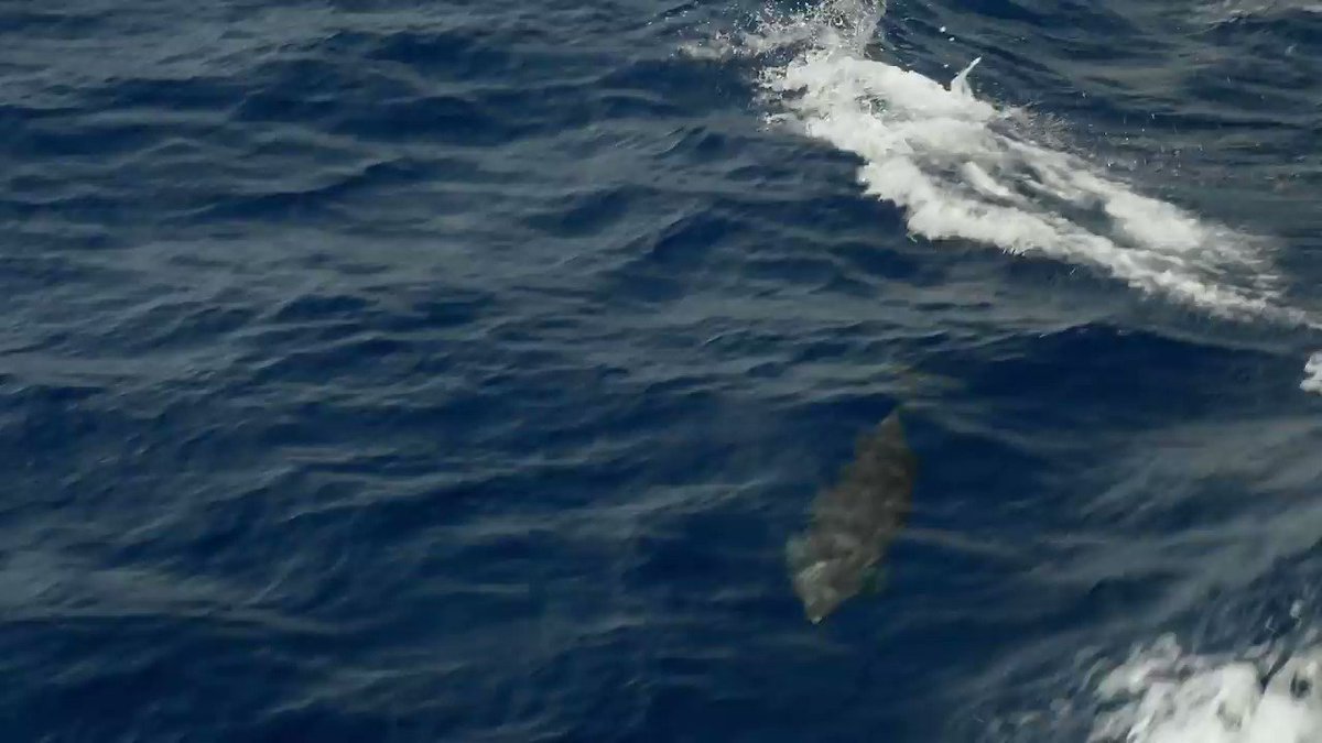 Happy #EarthDay2019 from everyone at Sea Shepherd! Learn more about how our direct-action campaigns to stop illegal, unreported, and unregulated (IUU) fishing help protect our oceans and marine wildlife around the world: http://bit.ly/StopIUUFishingCampaign …