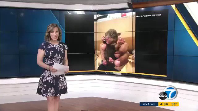 Developing this AM @ABC7: Investigators say they’ve identified a person of interest, after a woman is captured in this horrible video, tossing 7 newborn puppies into a Coachella dumpster. We’re now waiting for an update from authorities. https://abc7.com/5261923/ #DEVELOPING