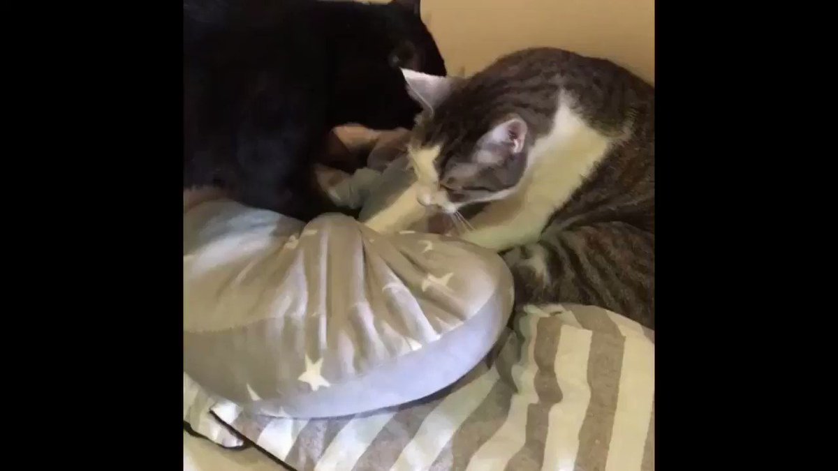 保護猫カフェ Aro Hogonecocafearo Twitter