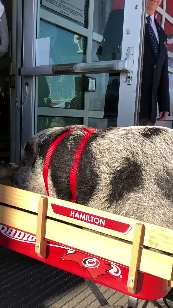 Meet Hamilton, the NHL therapy pig who is helping Carolina