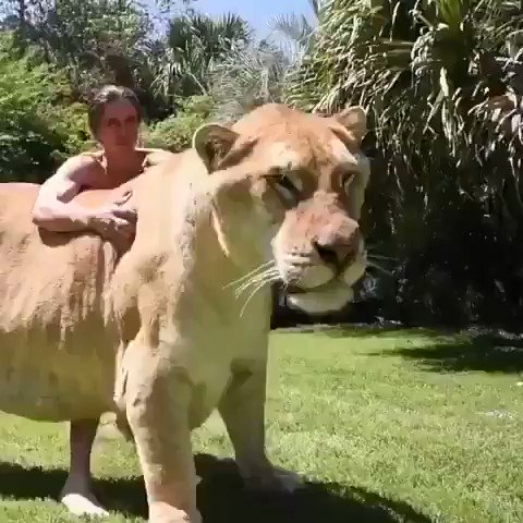 Sangmin Choimiraischool ライガー Liger は 父がライオンで母がトラ ここまで成長するのは母がトラだから 雌のライオンにはライオンの成長を抑える遺伝子が ところが 母がトラだとその遺伝子がなく ここまで成長するという