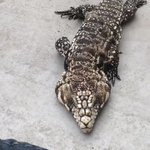 甘えん坊のトカゲちゃん!すり寄ってくるほどの甘えっぷり♡