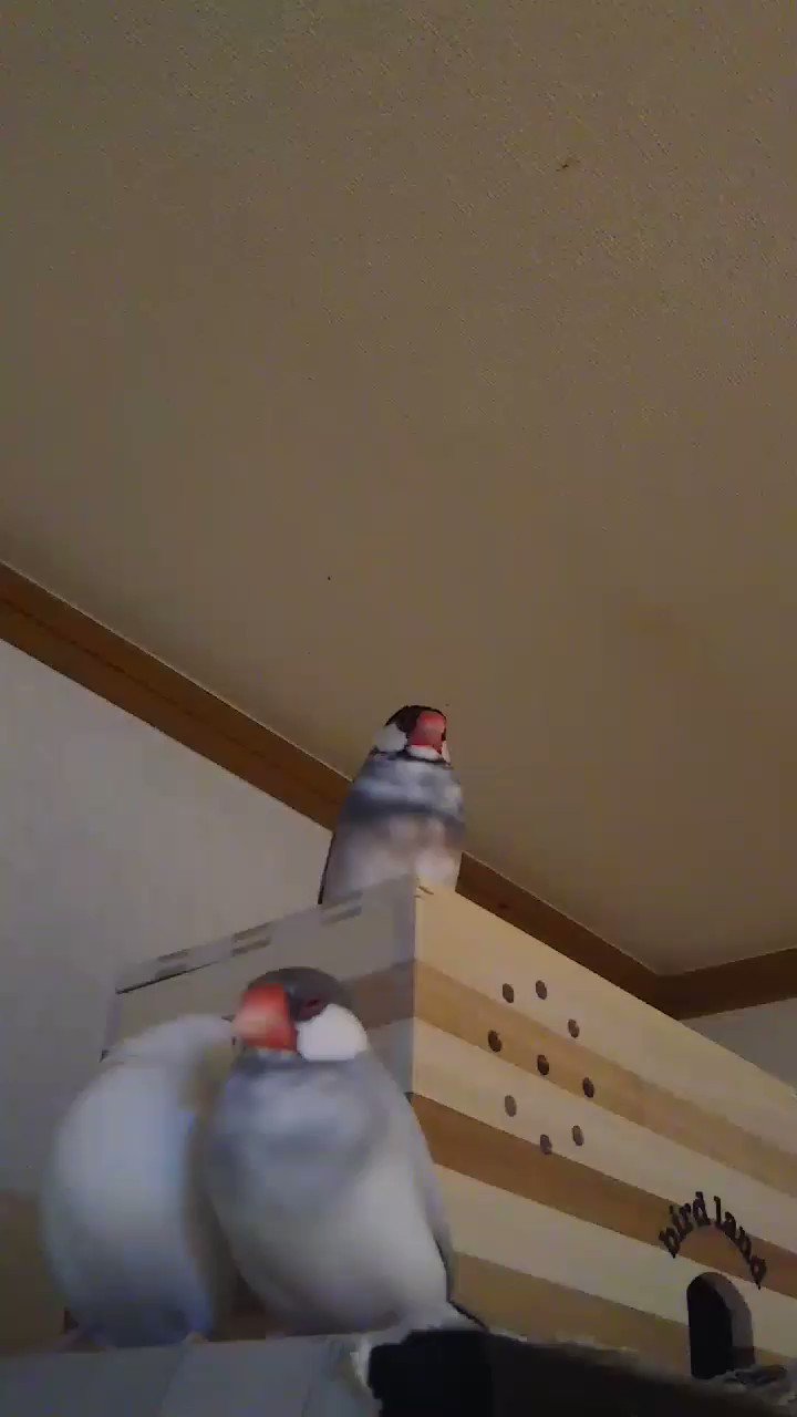 文鳥様と私ファン on X: 