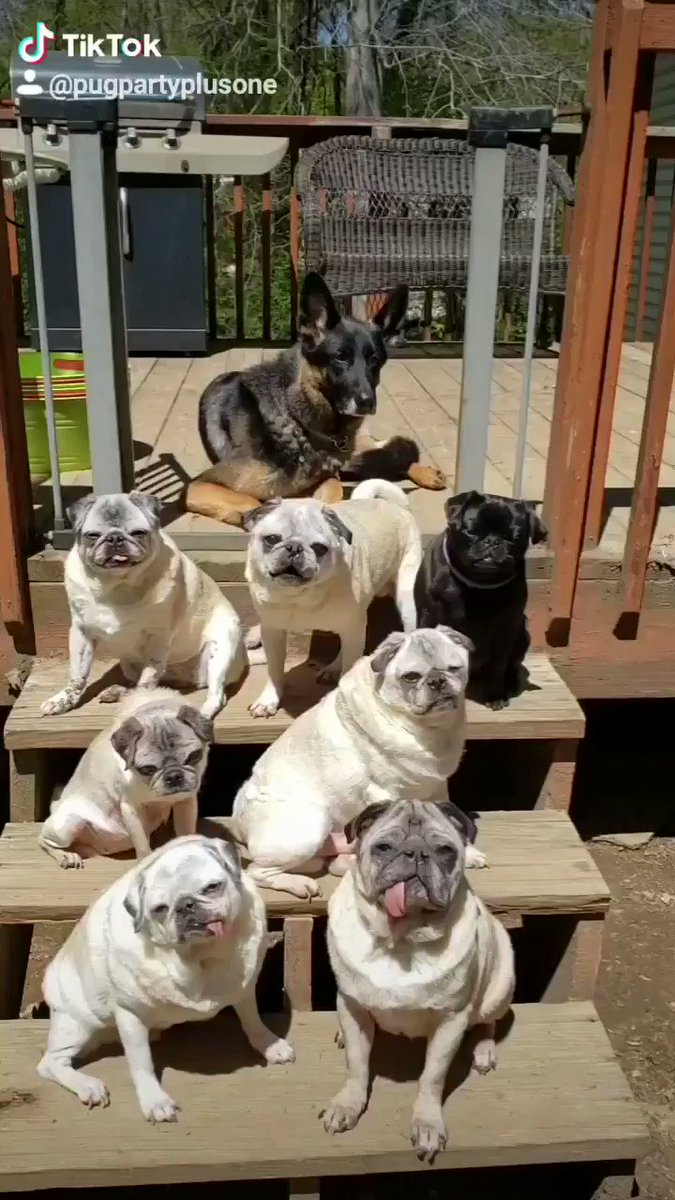 After the terrible storms yesterday, we are enjoying the sunshine today!
#pug #pugs #pugpartyplusone #gsd #germanshepherd #sunshine