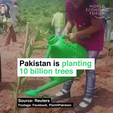Pakistan is planting 10 billion trees. To fight #climatechange with forests.
We have the solutions, there is no time to waste. #ActOnClimate
#Climate #energy #tech #cdnpoli #GreenNewDeal #PanelsNotPipelines #Go100re #green #ecofriendly #environment