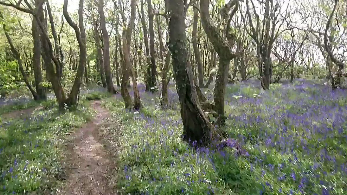 Ran through Tehidy Woods today as part of my route. Bluebells are looking proper grand #flowers #wednesdaythoughts #ukrunchat @EvocativeCorn @ILoveCornwallUK #cornwall #sunshine @RunCornwall @UKRunChat