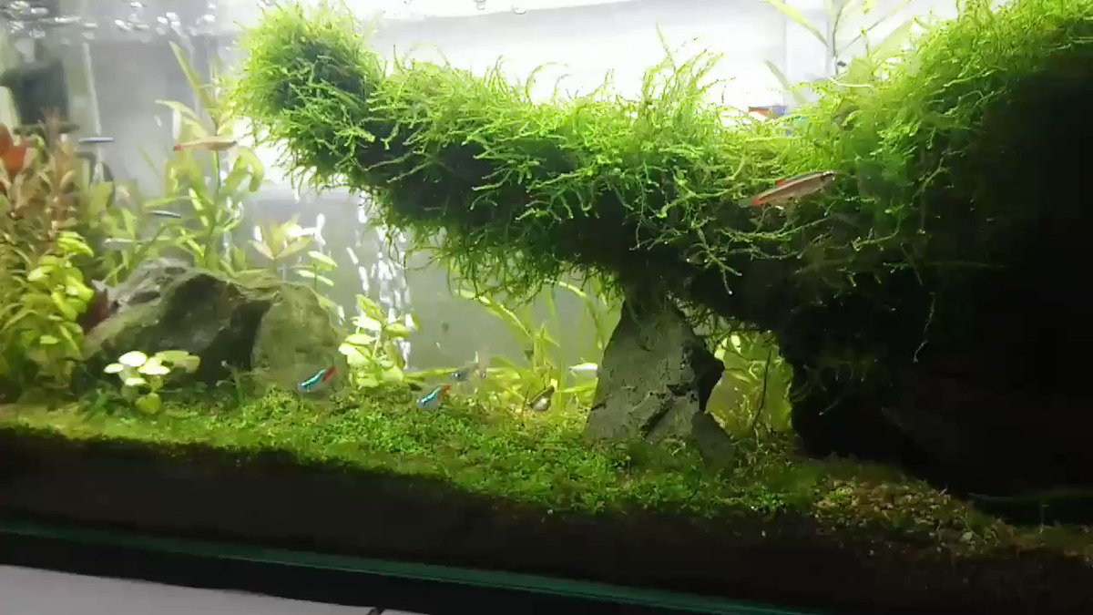 175円 レビュー高評価の商品 レビューを書いてメール便送料無料 アクアカーテン アクアリウム エアーカーテン 熱帯魚 水槽 エアーレーション プラスチック 水槽エアーポンプ 長さ調整