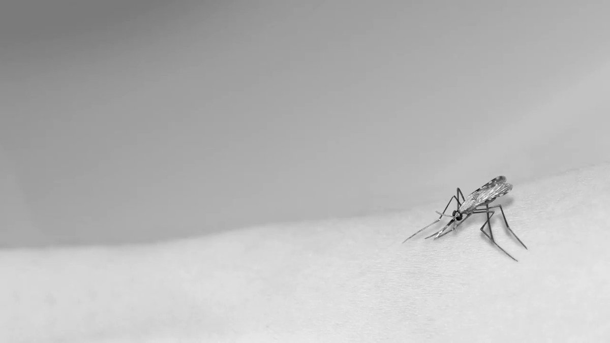 Malaria is on the rise in high-burden countries. Join us this #WorldMalariaDay in the fight against this deadly disease: http://bit.ly/2vkvx5RÂ #MalariaFuture