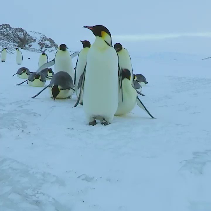 Pew Environment (@pewenvironment) on Twitter photo 2019-05-24 05:03:00 Protecting East Antarctica means protecting the 6 million penguins that live there. Let’s give them a chance. #WorldPenguinDay #CCAMLR Protecting East Antarctica means protecting the 6 million penguins that live there. Let’s give them a chance. #WorldPenguinDay #CCAMLR