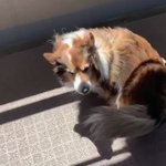 風で吹っ飛ばされる犬
