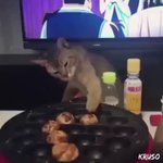 猫のたこ焼き屋さん!？上手にたこ焼きをひっくり返す猫が現る!