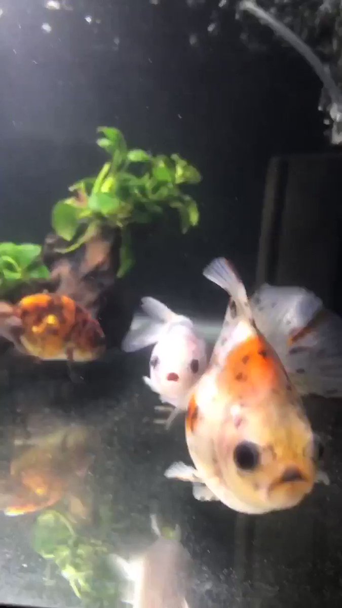 あこにゃん 黒目hunter おはようございます ノノ 昨日お迎えしたちびっ子金魚さんは 黒目ちびっ子水槽に 同じ位の大きさでみんなと馴染んでいます 金魚 金魚がんばる部 桜錦 らんちゅう 黒目金魚 T Co Tef39lewz8 Twitter あこにゃん 黒目hunter おはようございます ノノ 昨日お迎えしたちびっ子金魚さんは 黒目ちびっ子水槽に 同じ位の大きさでみんなと馴染んでいます 金魚 金魚がんばる部 桜錦 らんちゅう 黒目金魚 T Co Tef39lewz8 Twitter