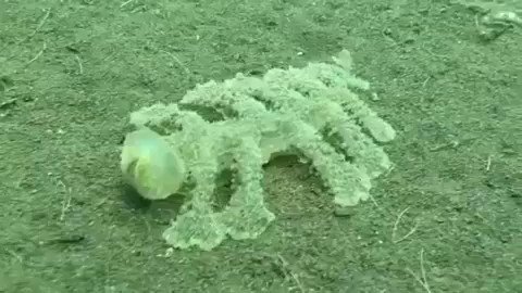 「エレガンス・ウミウシ」に属する【ムカデメリベ】13本の足を持つ謎の生物/2016年にバリで発見！！