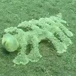 「エレガンス・ウミウシ」に属する【ムカデメリベ】13本の足を持つ謎の生物/2016年にバリで発見!