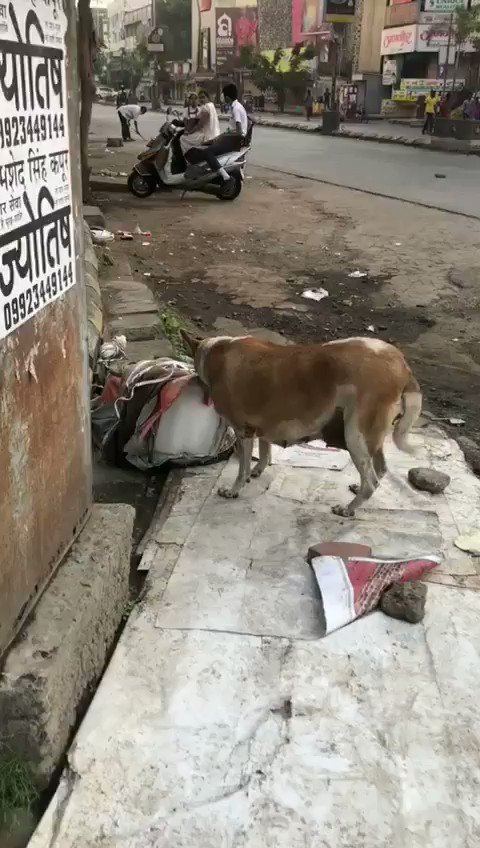 THINK BEFORE U BUY: Ravi Rao an #Alert #citizen has taken this #VIDEO of a stray #dogs #licking #ICE kept for #Sale at an ice stall on Laxmi Bhavan Square WHC road #Nagpur
#VideoViral
@timesofindia
@TOI_Nagpur
@TOIIndiaNews
@TimesNow
@SunilWarrier1
@wordsmith01
@icecube