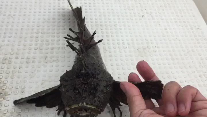 オニオコゼの特徴 見分け方 写真から探せる魚図鑑
