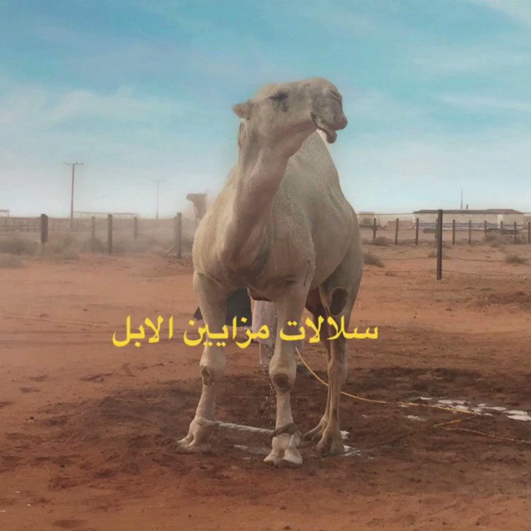 النوادر Hm Had Twitter
