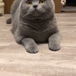 楽しく遊ぶ猫さんの後ろに強い念 かわいい心霊映像が撮影される 羨ましくないぞ とでも言うのだろうか Togetter 楽しく遊ぶ猫さんの後ろに強い念 かわいい心霊映像が撮影される 羨ましくないぞ とでも言うのだろうか Togetter