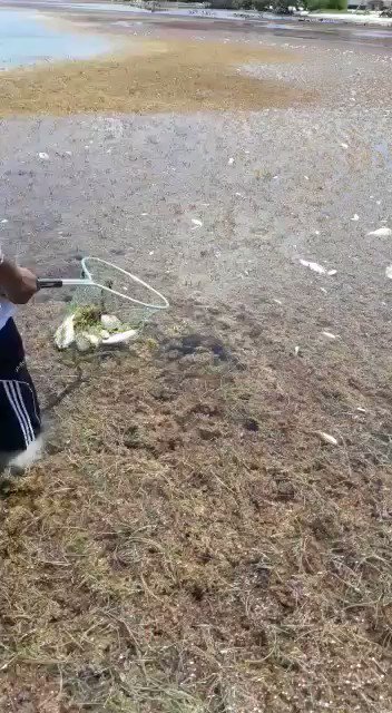 Decenas de peces muertos en sargazo siguen arribando a las playas de #Mahahual y no hay ningún tipo de plan o brigadas para retirarlo...