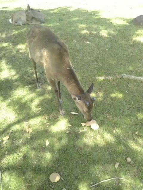 奈良公園のtwitterイラスト検索結果 古い順