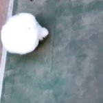 毛玉すぎて何が何だかわからない!でもかわいいからそれでよし!