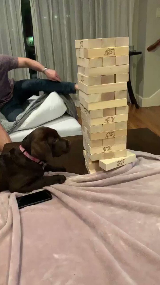 jenga dog video