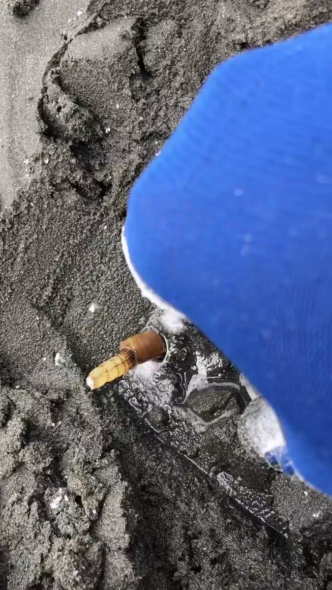ねこて 水管自切するマテ貝くんかっこいい ねこて 水管自切するマテ貝くんかっこいい