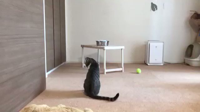 ある日突然 自分のシッポの存在に気づいた猫がかわいい こんなにビックリしてる猫初めてみた Togetter ある日突然 自分のシッポの存在に気づいた猫がかわいい こんなにビックリしてる猫初めてみた Togetter