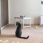猫がしっぽの存在に気が付いた時の反応が可愛い!