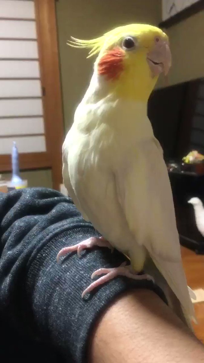 終わりそうで終わらないピタゴラスイッチの結末が面白いｗｗｗ