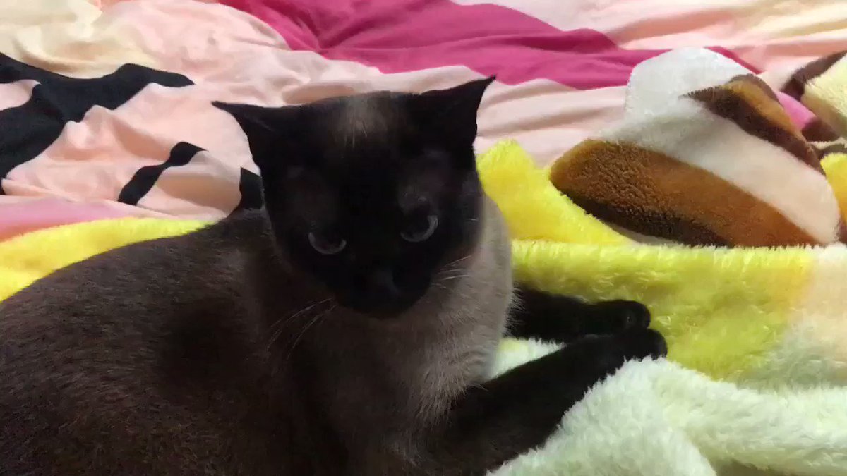 糯糯糯糯糯 Mwyjade Twitter