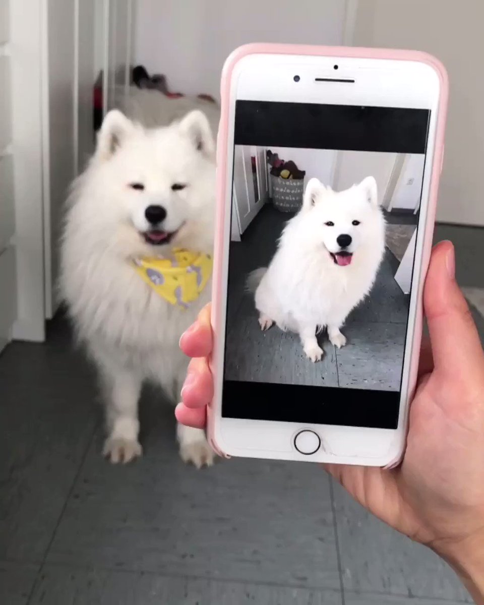 スマホの写真のポーズを真似する犬 話題の画像プラス