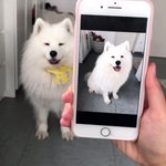 スマホの写真のポーズを真似する犬