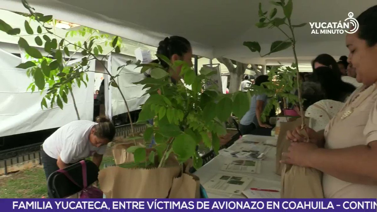 ¡ADOPTA UN ÁRBOL Y SALVA AL MEDIO AMBIENTE! #VideoNota