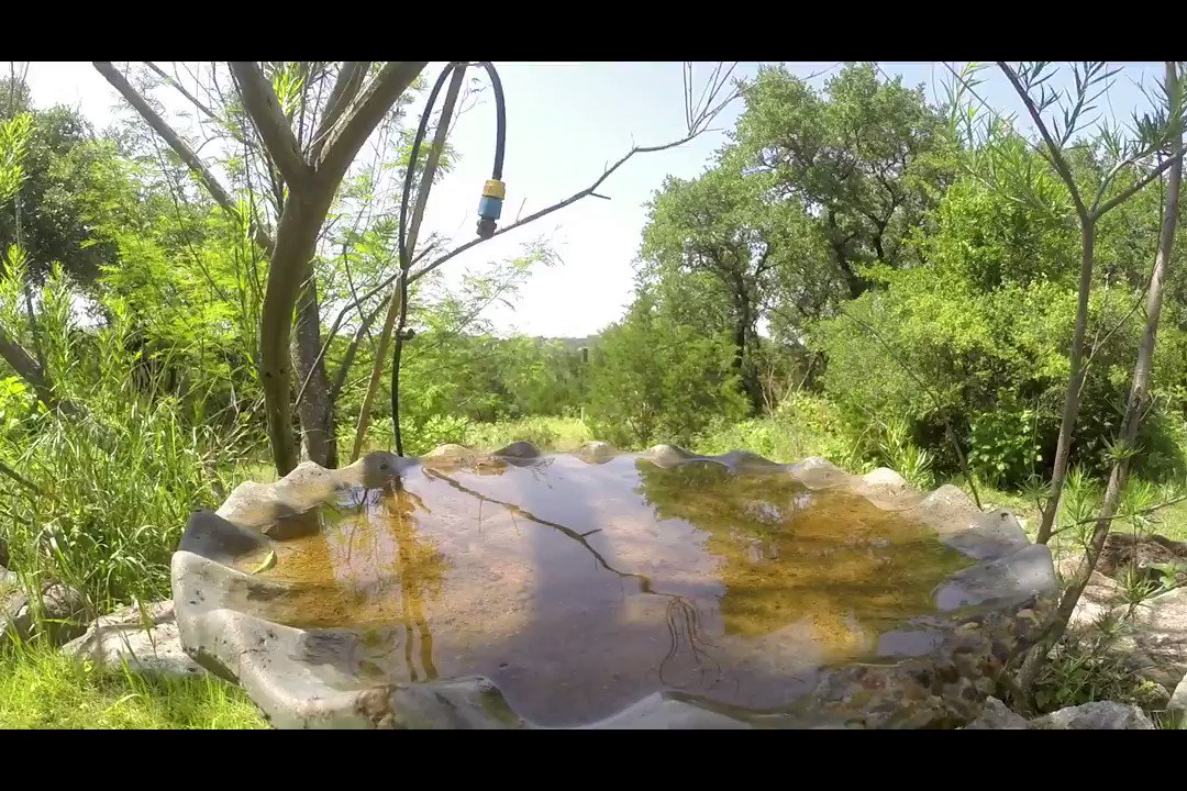 TexasBirder's photo on GoPro