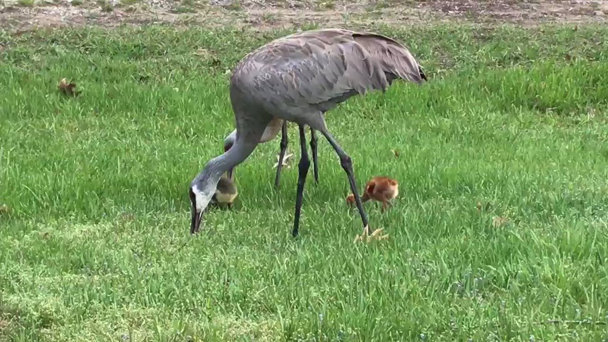 Sandhill Crane Family With Adopted Gosling Jocelyn >> Jocelyn Anderson Photography On Twitter Sandhill Crane Family This Sandhill Crane Family With Adopted Gosling Jocelyn >> Jocelyn Anderson Photography On Twitter Sandhill Crane Family This