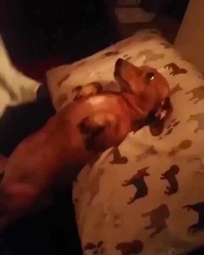 Dak (@RidiculousDak) on Twitter photo 12/05/2019 16:13:16 “Do you really let your dog sleep in the bed with you??” Me: “Do you really let your dog sleep in the bed with you??” Me: