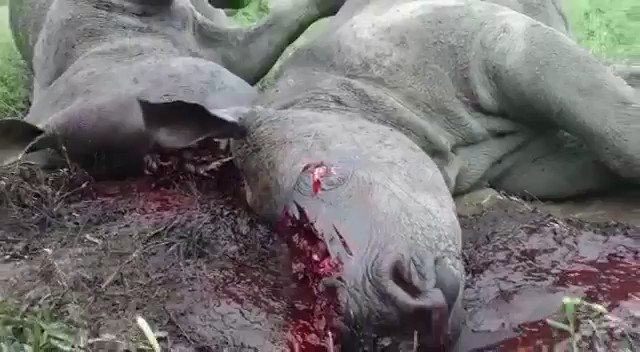Kevin Pietersen🦏 (@KP24) on Twitter photo 11/05/2019 15:16:32 ⚠️ GRAPHIC ⚠️ The harsh reality of what’s happening to our rhinos, EVERYDAY! Disgusting & despicable! ⚠️ GRAPHIC ⚠️ The harsh reality of what’s happening to our rhinos, EVERYDAY! Disgusting & despicable!