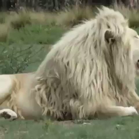 أناقة ملك الغابة..الأسد الأبيض من أجمل وأندر أنواع السنوريات، بقي منها عدد قليل جداً في البرية. شوهد للمرة الأولى عام 1938 ويعود سبب تلونه إلى طفرة جينية تسمى “لوسيسم”المصدر: wildlife.journal
