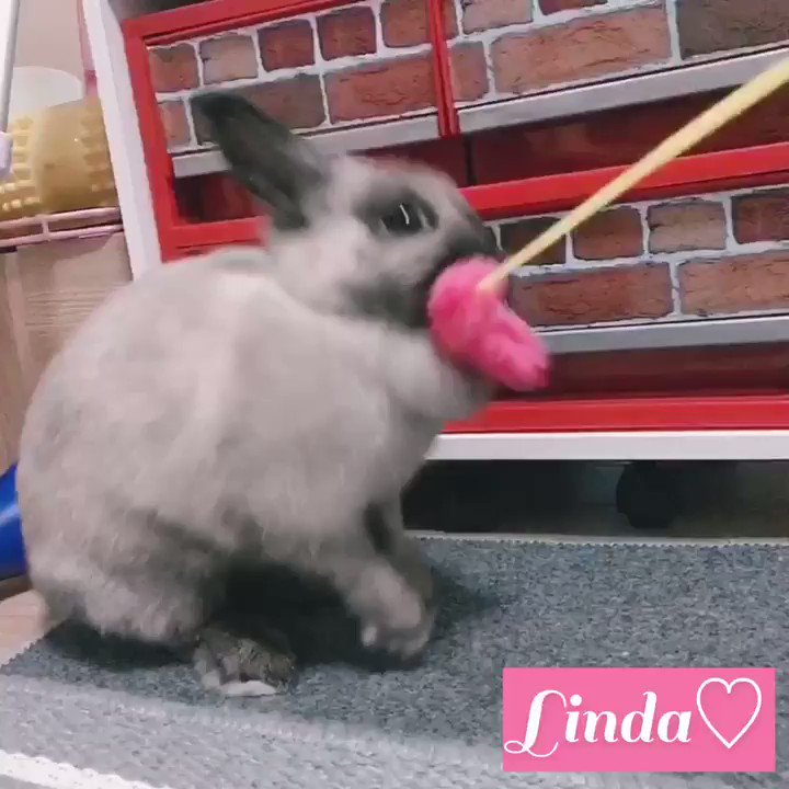 Linda 声帯がないけど 嬉しい時はこんなうさぎの声 遊ぶの大好き 怒ると声変わるよ 鳴き声 うさぎ うさぎ声 Linda ネザーランドドワーフ セーブルポイント Bunny Rabbit Netherlanddwarf 癒し 癒し動画 動物 T Co Yjftfqszji Linda 声帯がないけど 嬉しい時はこんなうさぎの声 遊ぶの大好き 怒ると声変わるよ 鳴き声 うさぎ うさぎ声 Linda ネザーランドドワーフ セーブルポイント Bunny Rabbit Netherlanddwarf 癒し 癒し動画 動物 T Co Yjftfqszji