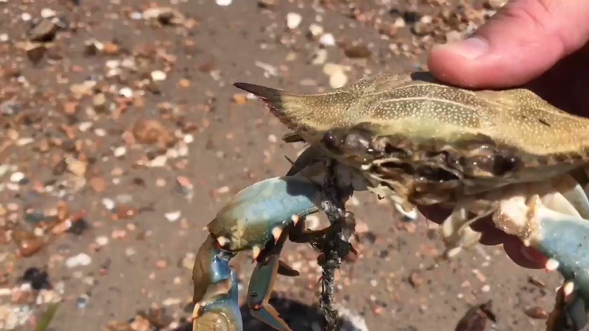 We’re finding dead crabs and fish along Kemah shoreline following barge crash. Thousands of barrels of gas product spilled into Galveston Bay. #KHOU11