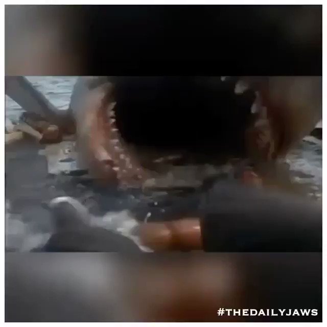 The Daily Jaws on Twitter "“Lifeless eyes, like a doll’s eyes.” jaws