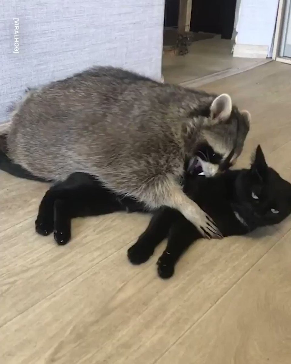 Енот и кот